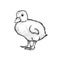 Hand drawn sketch style duckling. Cute baby duck. Poultry. Best for Easter themed designs.