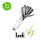 Hand drawn sketch style fresh leek. Vector illustration of organic farm fresh market vegetables.