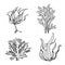 Hand drawn sketch style seaweeds set. Underwater black and white plants. Ink style drawings. Vector illustrations