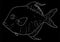 Hand-drawn sketch-style vector illustration of the Atlantic fish Selena Setapinnis white line on a black background for a design