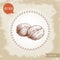 Hand drawn sketch style walnuts composition. Eco food ingredient vector illustration