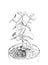 Hand drawn sketch of Succulent. House plant Crassula ovata, jade plant. Vector illustration of Money tree in flower pot isolated