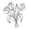 Hand drawn and sketch tulips flower bouquet. Black and white with line art vector illustration