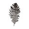 Hand drawn smoth black and grey dove bird feather, vector illustration