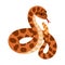 Hand drawn snake with rattle clipart. Jungle or zoo rattlesnake standing in action with tongue out. Tropical or Wild