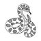 Hand drawn snake with rattle doodle with outline. Jungle or zoo rattlesnake standing in action with tongue out. Tropical