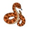 Hand drawn snake with rattle doodle with outline. Jungle or zoo rattlesnake standing in action with tongue out. Tropical