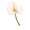 Hand drawn soft pink-beige jungle flower anthurium on a white background.