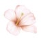 Hand drawn soft pink-beige jungle flower hibiscus on a white background.