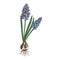 Hand drawn spring blue muscari flower.