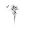 Hand drawn stock Matthiola flower. floral design element