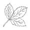 Hand drawn strawberry leaf in freehand retro style. Perfect for stickers, cards, print. Isolated vector illustration