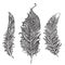 Hand drawn stylized feathers black and white vector collection