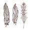 Hand drawn stylized feathers. Interior graphic art print. Cute decorative feather design. Elements for greeting card and postcard