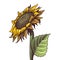 Hand drawn sunflower. Yellow wildflower in sketch style, sunny blossom with black seeds leaves and petals colored