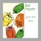 Hand drawn sweet bell peppers watercolor, cover design, menus