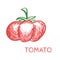 Hand Drawn Tomato Sketch Vector