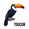 Hand drawn toucan seating on a tree branch, vector illustration