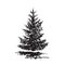 Hand-drawn tree, fir. Black and white realistic image, sketch painted with ink brush.