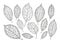 Hand drawn tree leaves. Nature, foliage sketch. Decorative vector illustration