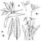 Hand drawn tropical flowers. Strelitzia.Vector sketch illustration
