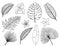 Hand drawn tropical leaves silhouette set. Set Leaf. Exotics. Vintage botanical illustration.