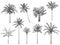 Hand drawn tropical palm trees. Vector set