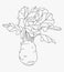 Hand drawn turnip cabbage line art. Outlined vector kohlrabi