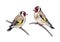 Hand Drawn Two Goldfinches Sitting on Branches