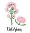 Hand drawn Valerian with leaves and flowers. Valeriana officinalis isolated on white background. Medical herbs. Forest