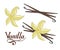 Hand drawn vanilla beans, spicy ingredient, vanilla flower logo, healthy organic food, spice vanilla on white background, culinary