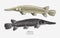 Hand drawn vector of Alligator Gar fish