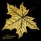 Hand drawn vector autumn maple leaf