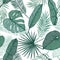 Hand drawn vector background - Palm leaves monstera, areca palm