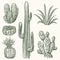 Hand drawn vector cactus