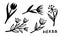 Hand drawn vector collection of herbs