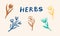 Hand drawn vector collection of herbs