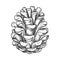 Hand drawn vector cone or pinecone seed. Sketch