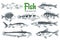 Hand drawn vector fishes. Fish and seafood products store poster. Can use as restaurant fish menu or fishing club banner