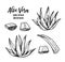 Hand drawn vector illustration. Aloe vera. Herbal plant. Clipart in sketch style. Perfect for cosmetics labels, invitations, card