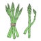 Hand drawn vector illustration of asparagus sketch style. Green doodle vegetable