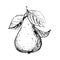 Hand drawn vector illustration of black pear. sketch. Vector eps 8
