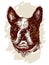 Hand drawn vector illustration bulldog. Sketch style dog.