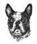 Hand drawn vector illustration bulldog. Sketch style dog.