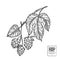 Hand drawn vector illustration - Hops plant. Perfect for malt, a