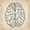 Hand drawn vector illustration - Human brain sketch