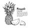 Hand drawn vector illustration - Pineapple. Exotic tropical fruit. Sketch. Outline. Perfect for