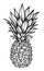 Hand drawn vector illustration - Pineapple. Exotic tropical fruit. Sketch. Outline. Perfect for tattooing, invitations, greeting