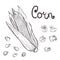 Hand drawn vector illustration set of black corn, grain, popcorn. sketch. Vector eps 8