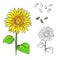 Hand drawn vector illustration set of color and monochrome sunflower, grain, seed. sketch. Vector eps 8